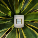 Collines de Provence Duftkerze Aloe Vera im weißen Glas auf grünen Aloe-Vera-Blättern.